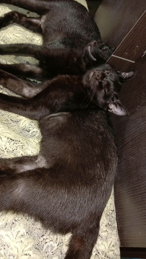 GIF uploaded by Cahyani