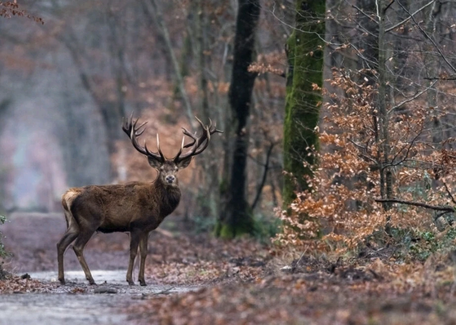 GIF ajouté par Dorian