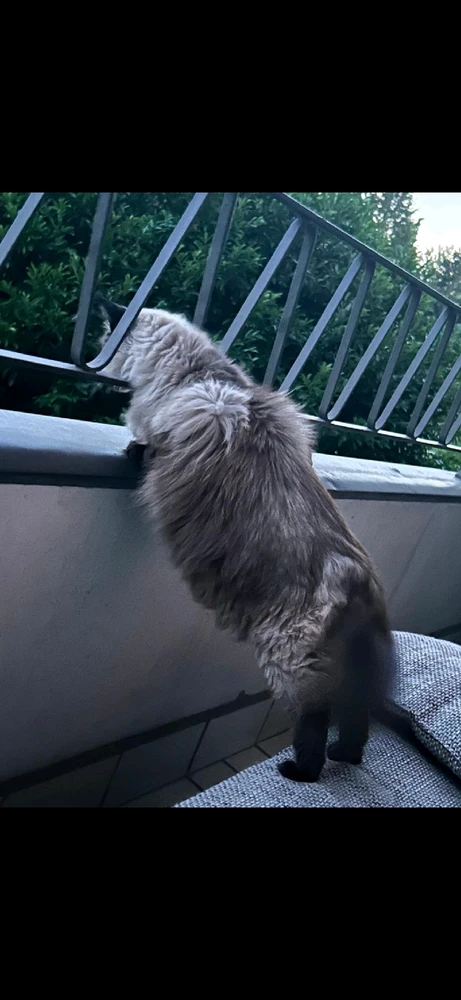 GIF hochgeladen von Henry