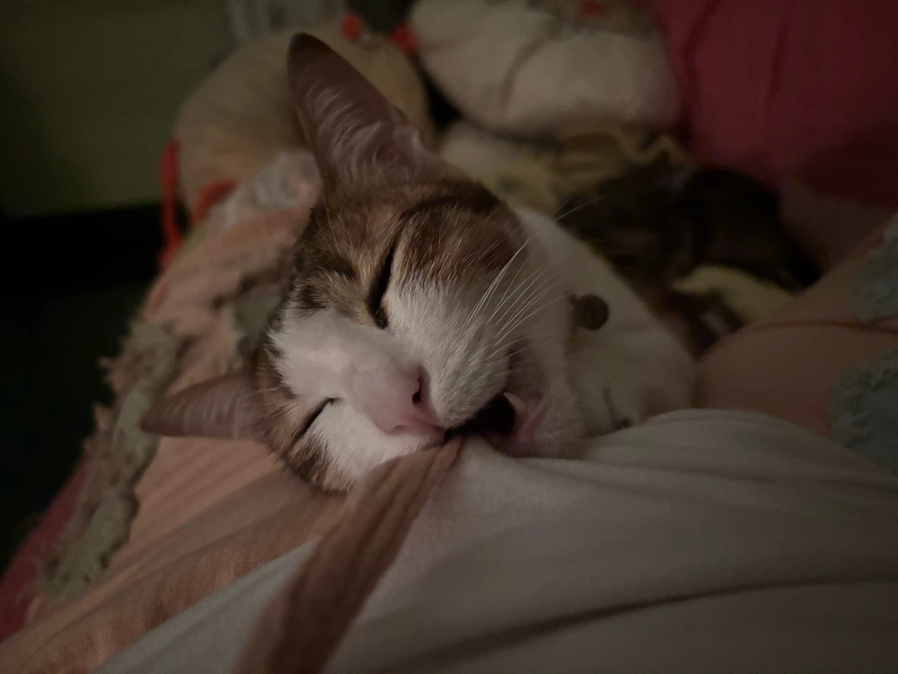 GIF uploaded by Pat♡