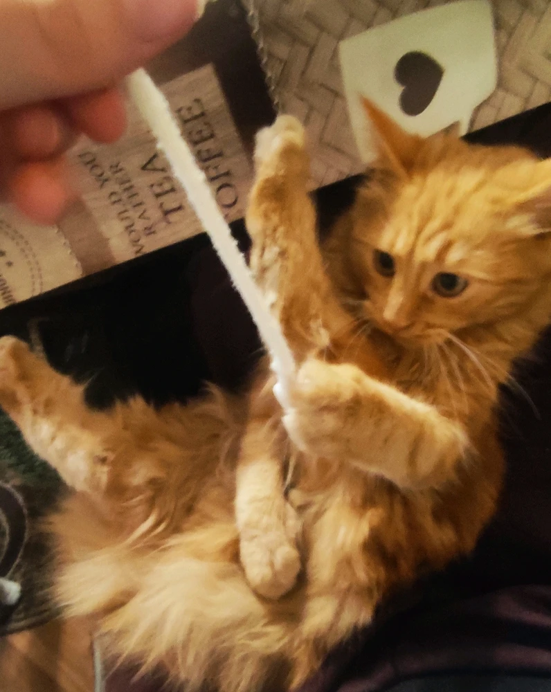 Гіфку завантажив Аліна