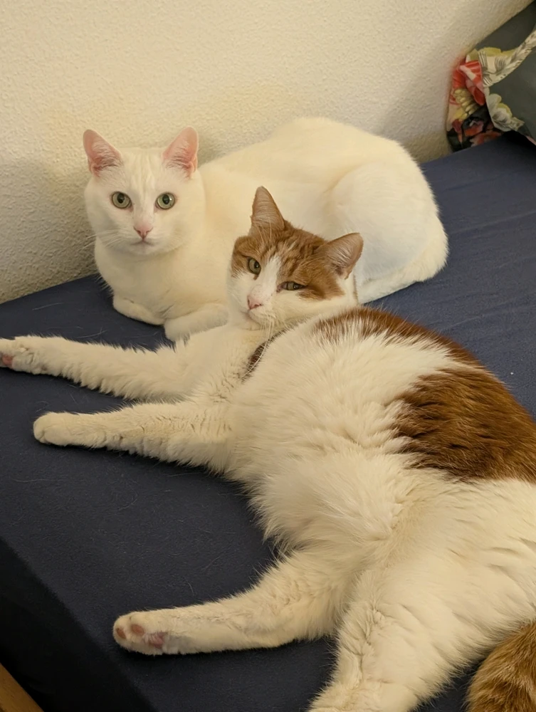 GIF uploaded by Virginia