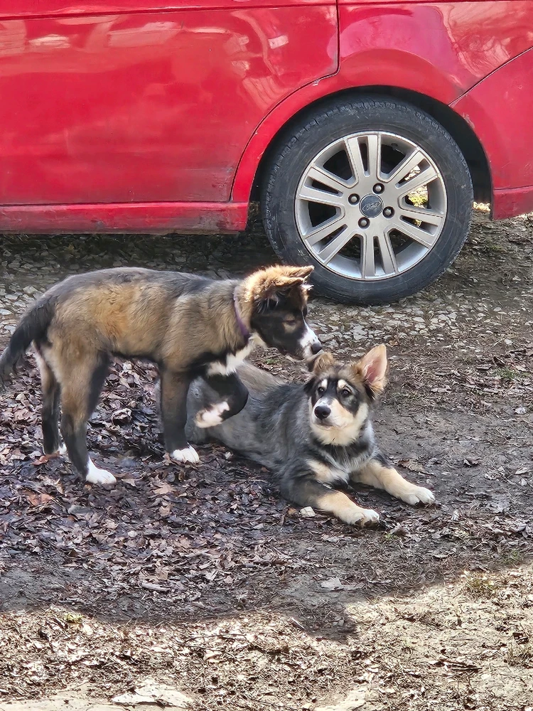 Image uploaded by Susan