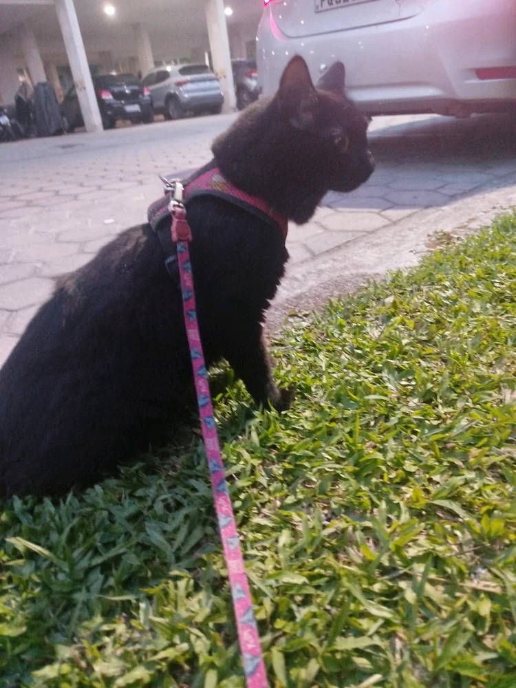 GIF uploaded by Guilherme