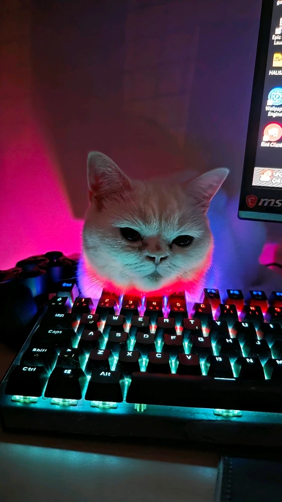 Berke tarafından yüklenen GIF