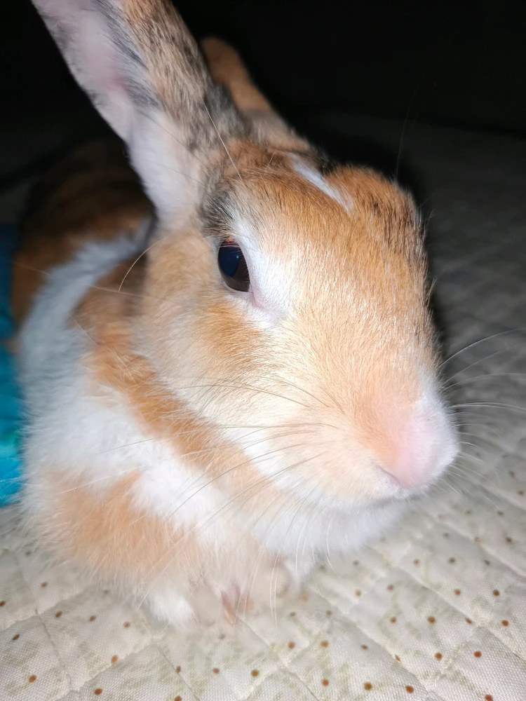 GIF uploaded by shortgirl