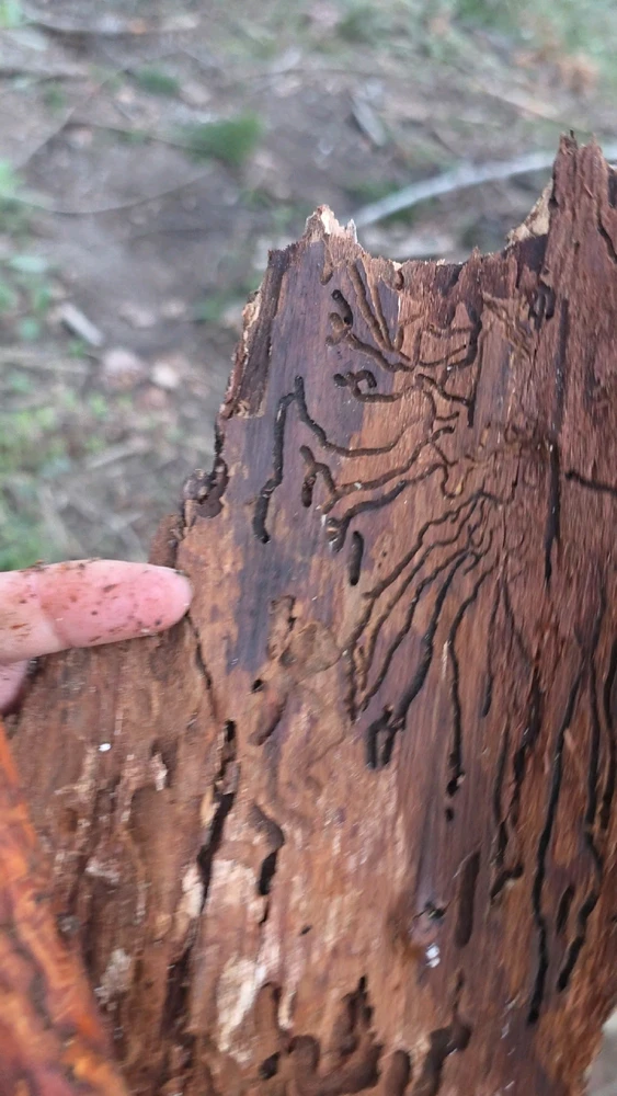 Image uploaded by Someone