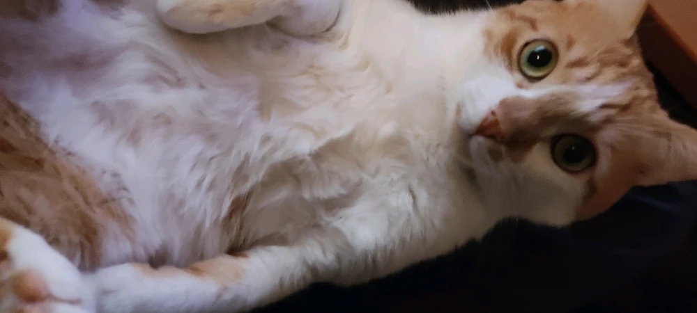 GIF ajouté par Raphaël