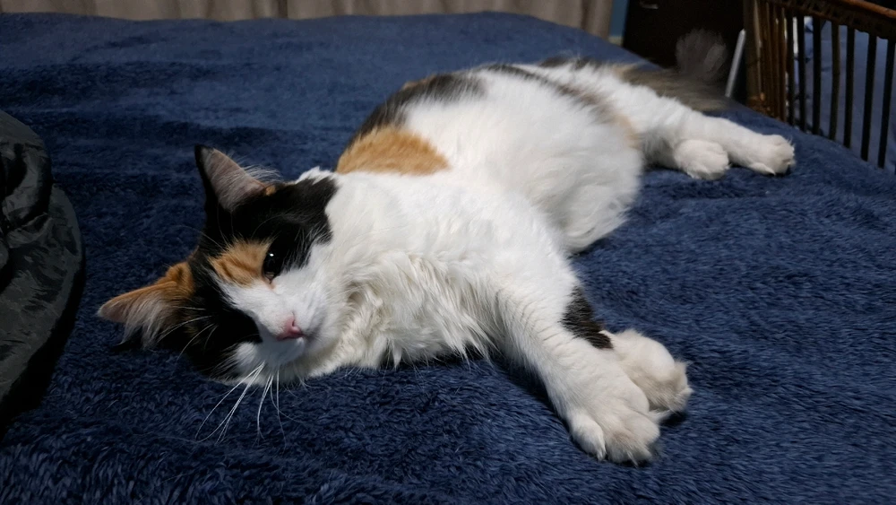 GIF uploaded by William