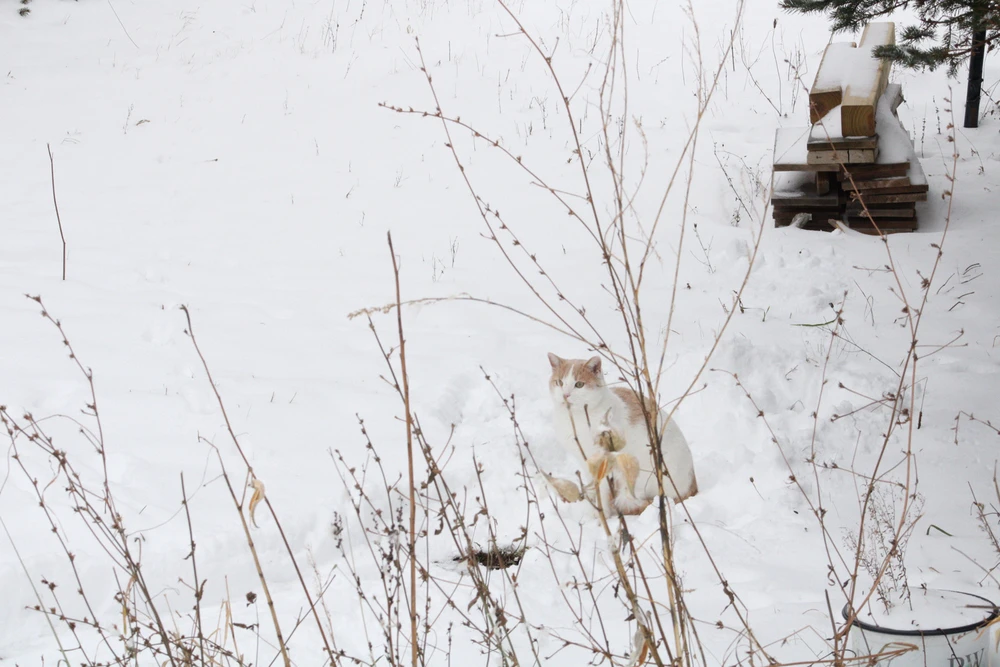 Image uploaded by ROO