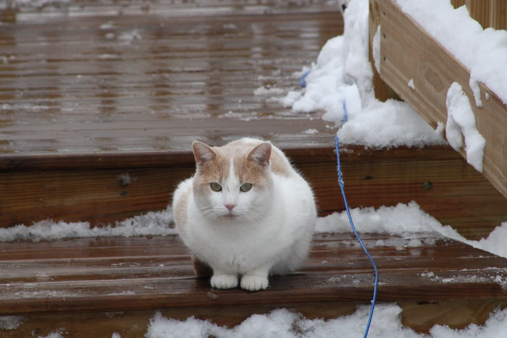 Image uploaded by ROO