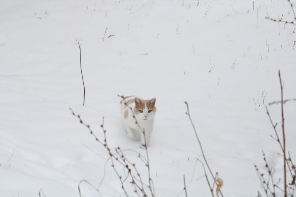 Image uploaded by ROO