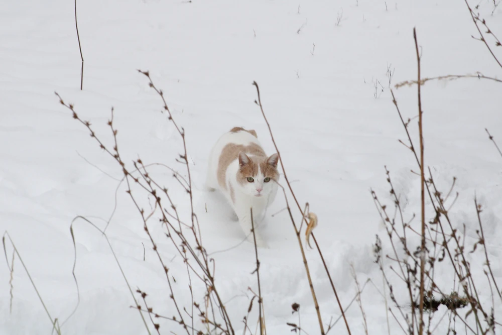 Image uploaded by ROO