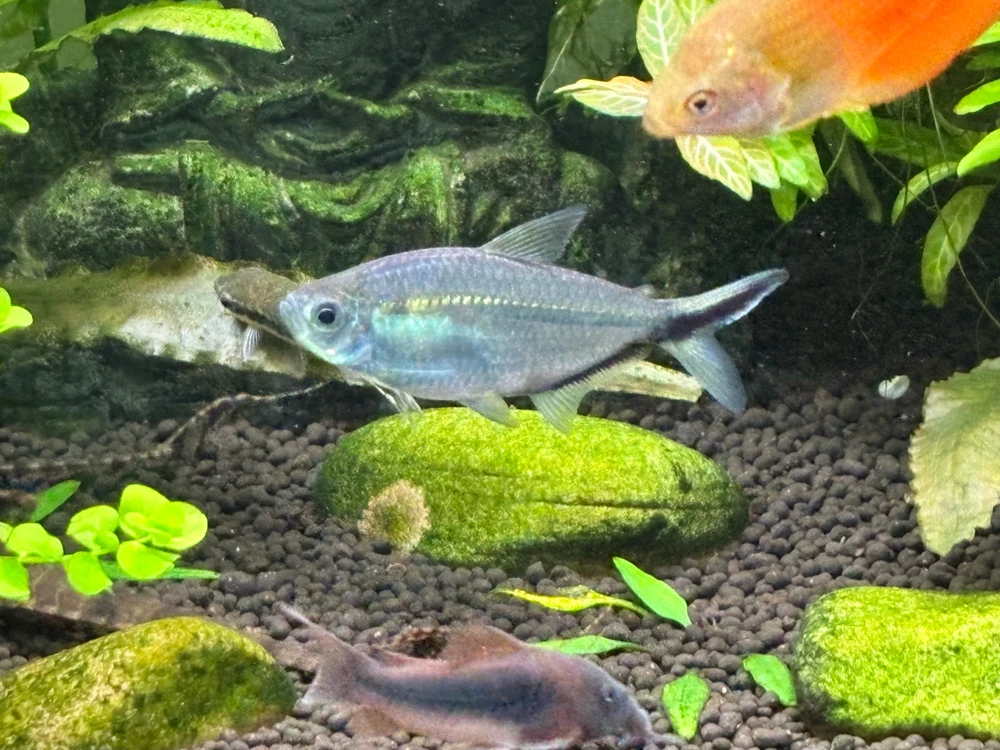 Image uploaded by Robert