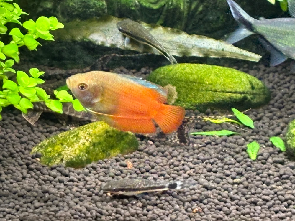 Image uploaded by Robert