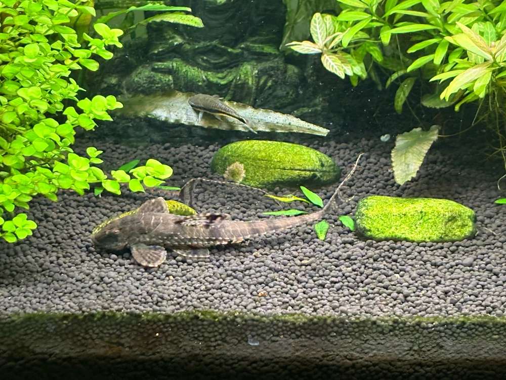 Image uploaded by Robert