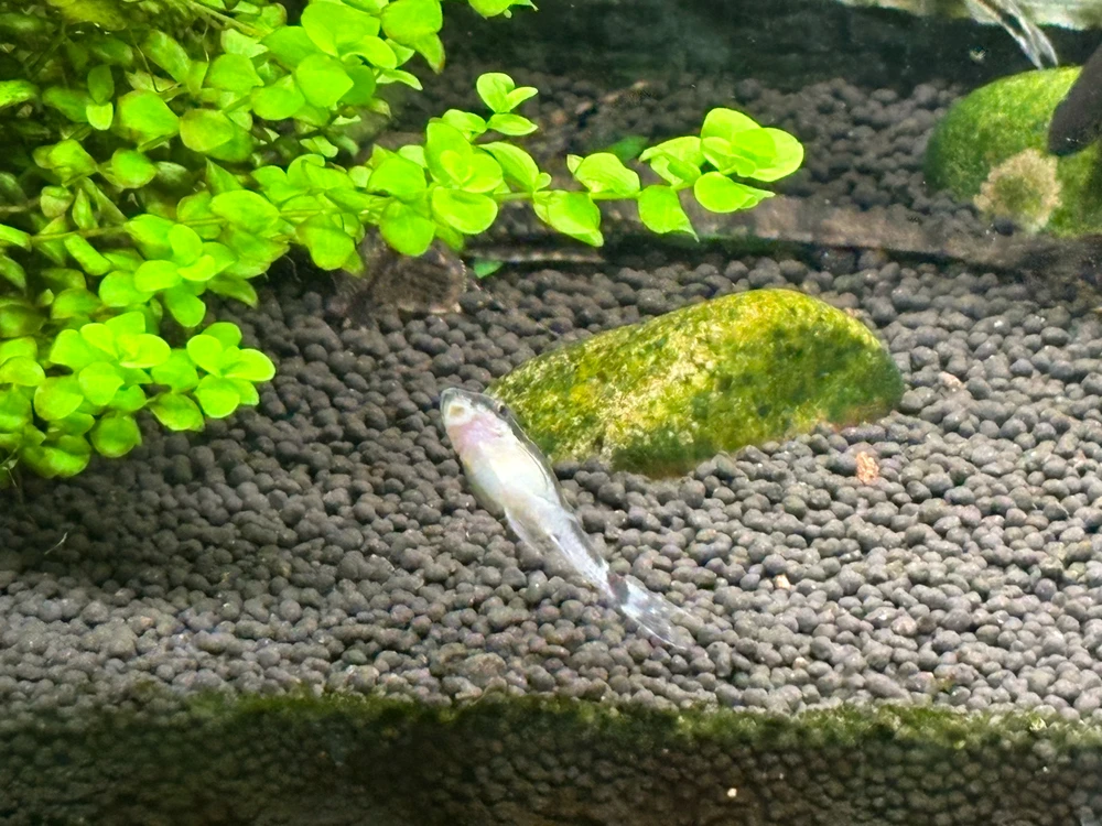 Image uploaded by Robert