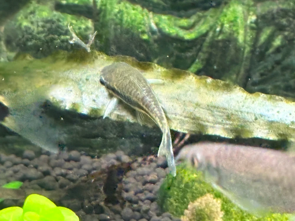 Image uploaded by Robert