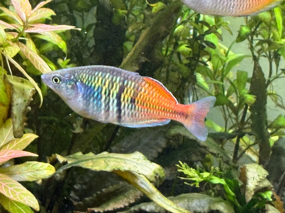 Image uploaded by Robert