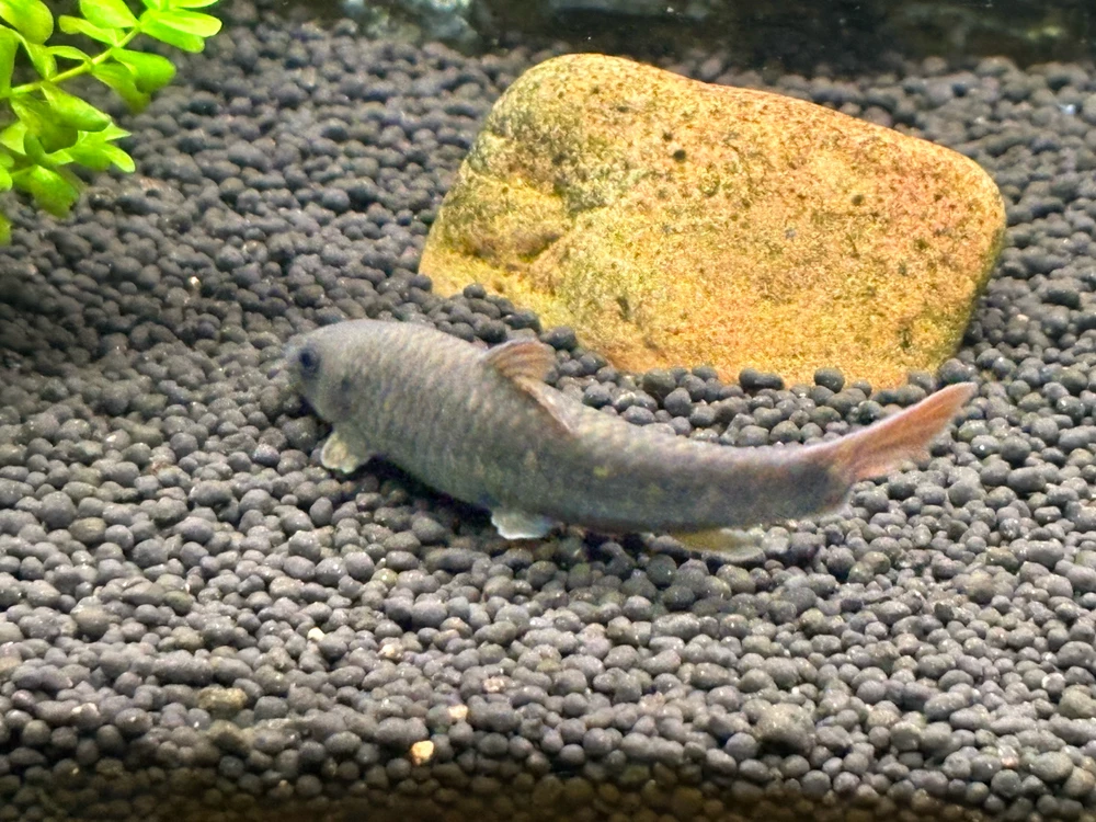 Image uploaded by Robert