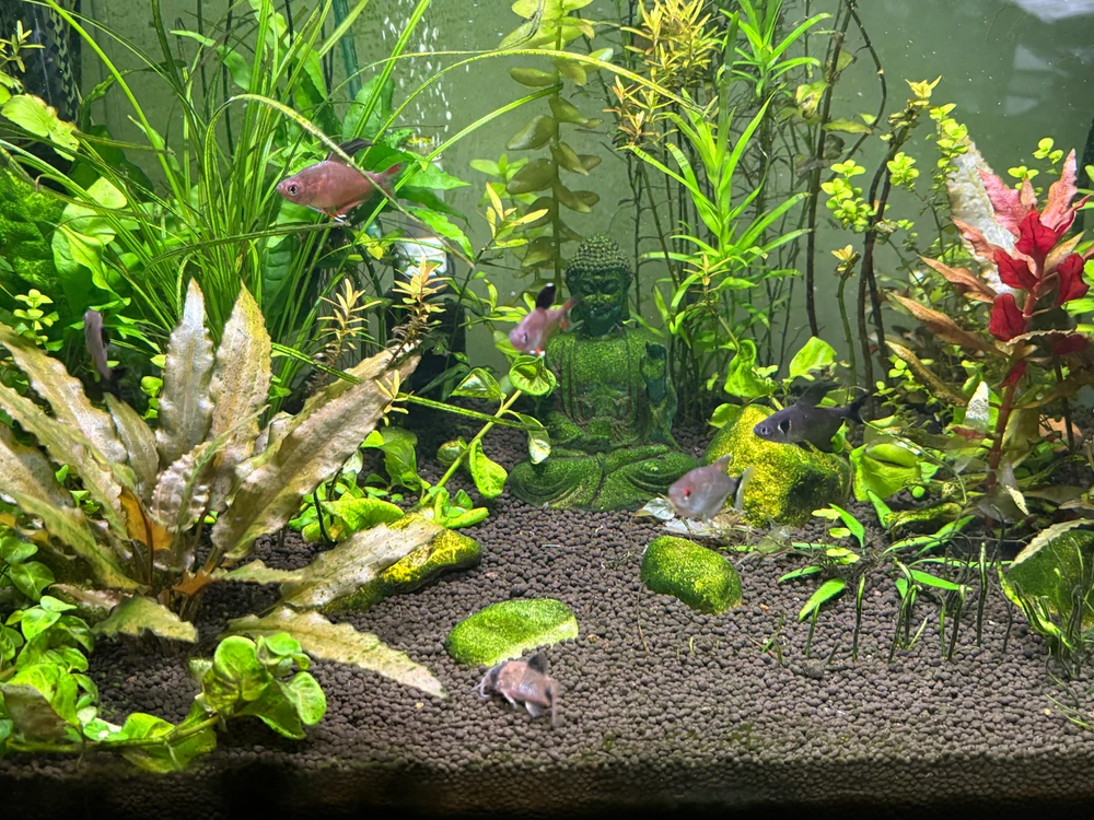 Image uploaded by Robert