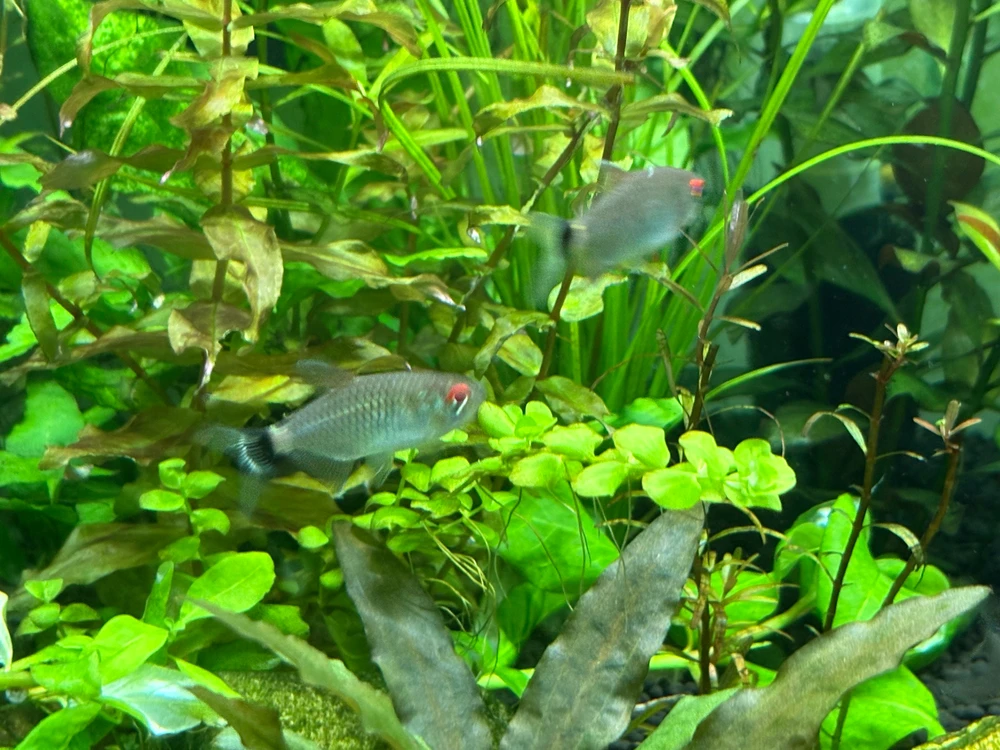 Image uploaded by Robert