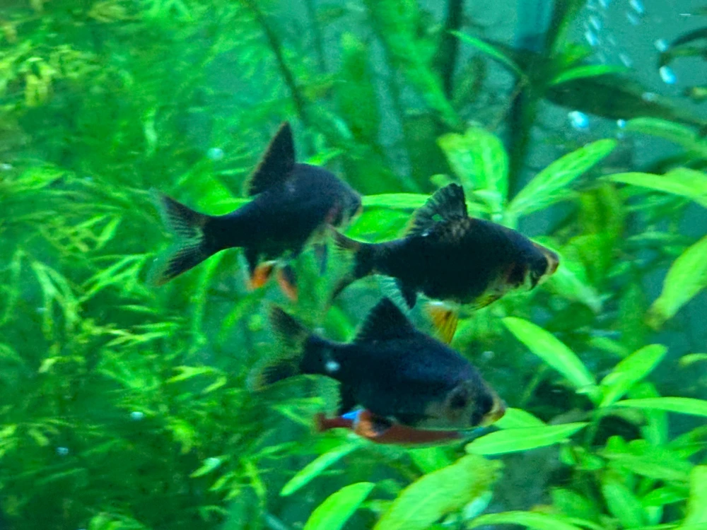 Image uploaded by Robert