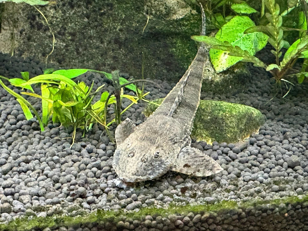 Image uploaded by Robert