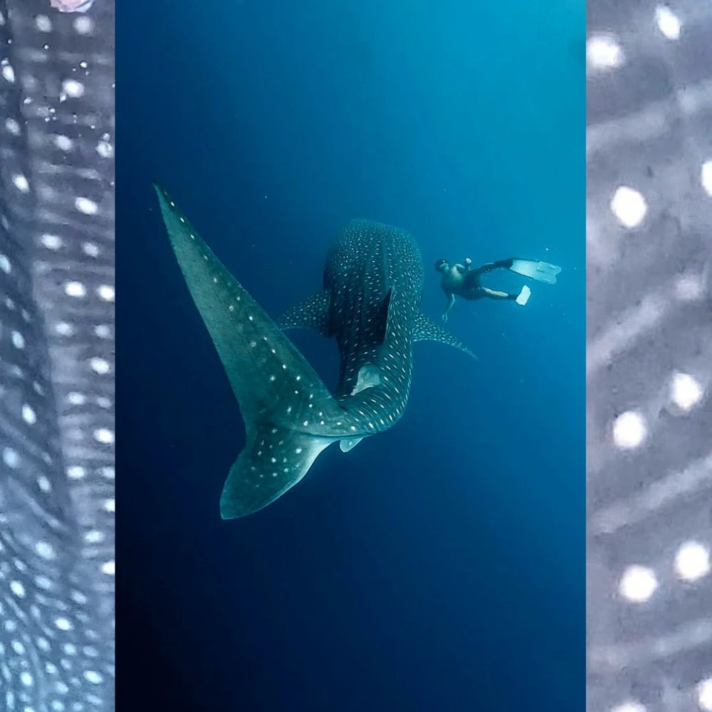 Image uploaded by Taylor