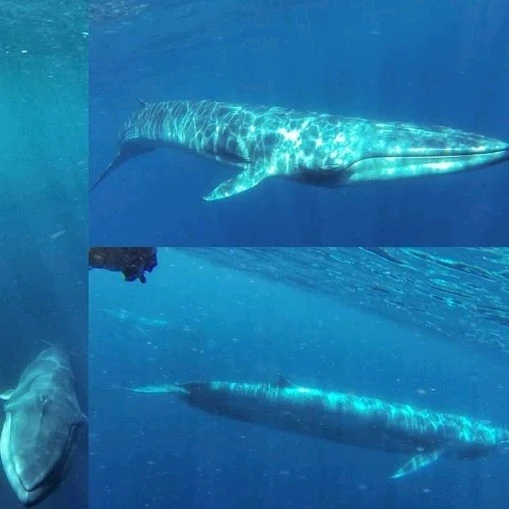 Image uploaded by Taylor