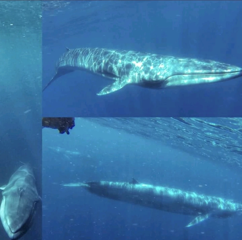 Image uploaded by Taylor