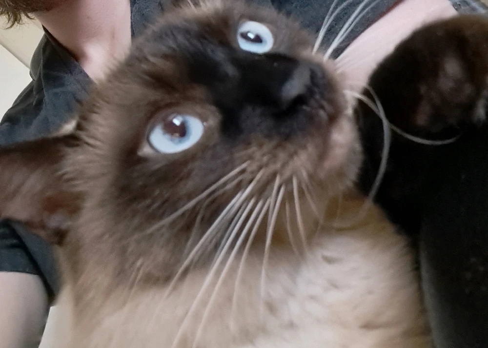 GIF uploaded by Dallin