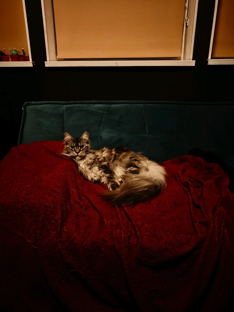 Image uploaded by Ben