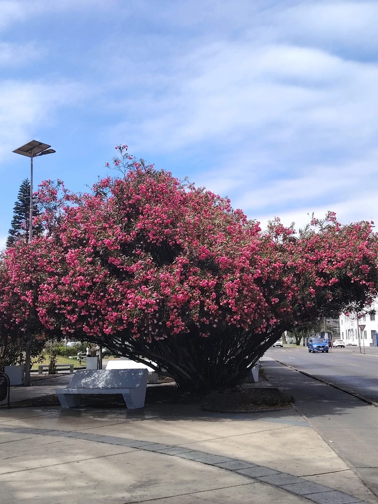 Imagen subida por Felipe