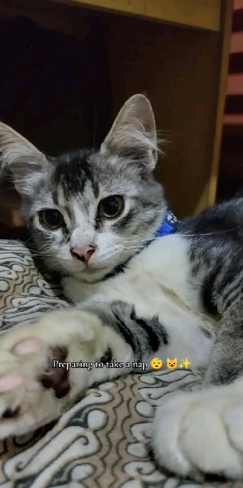 Image uploaded by Raha Ammar