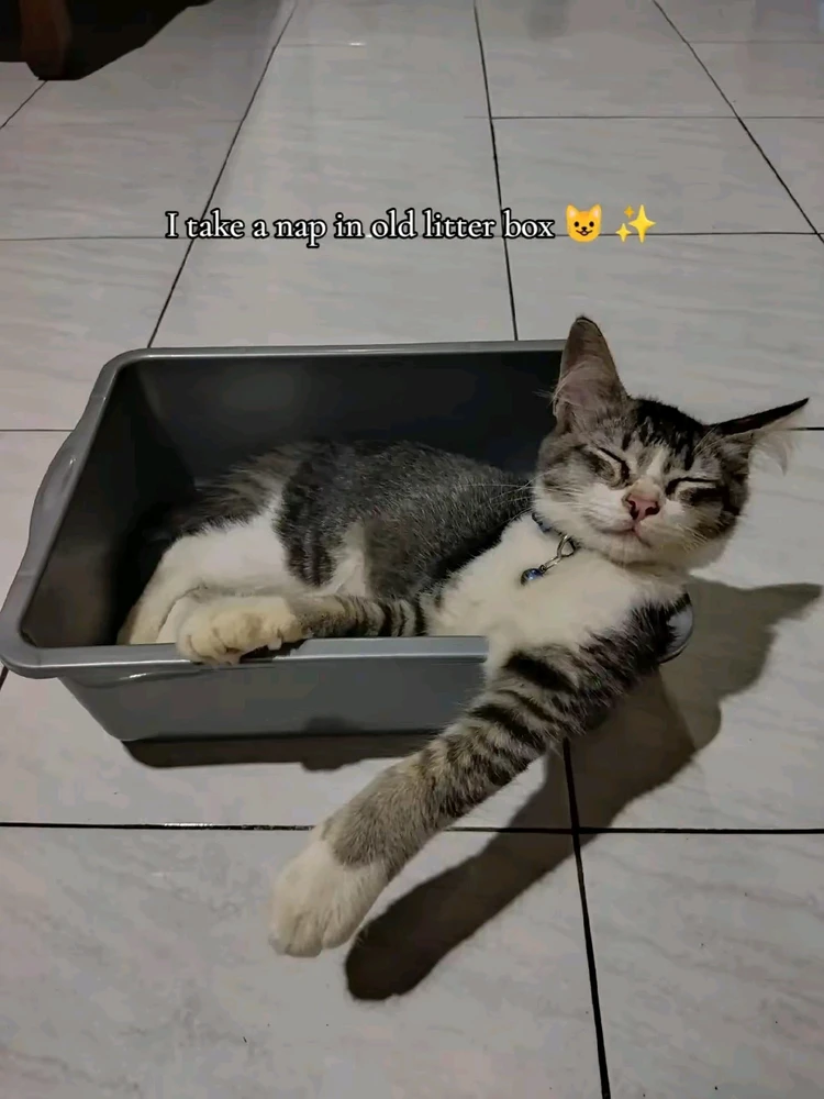 Image uploaded by Raha Ammar