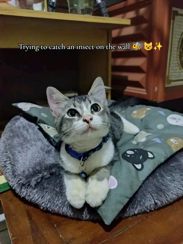 Image uploaded by Raha Ammar