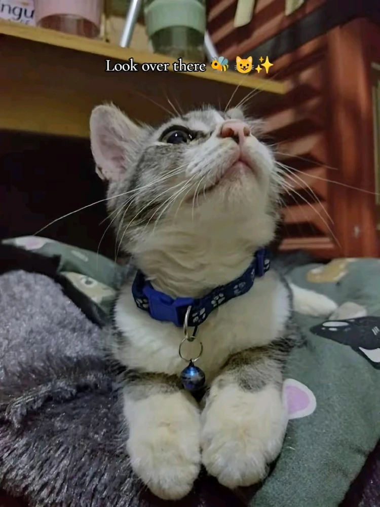 Image uploaded by Raha Ammar