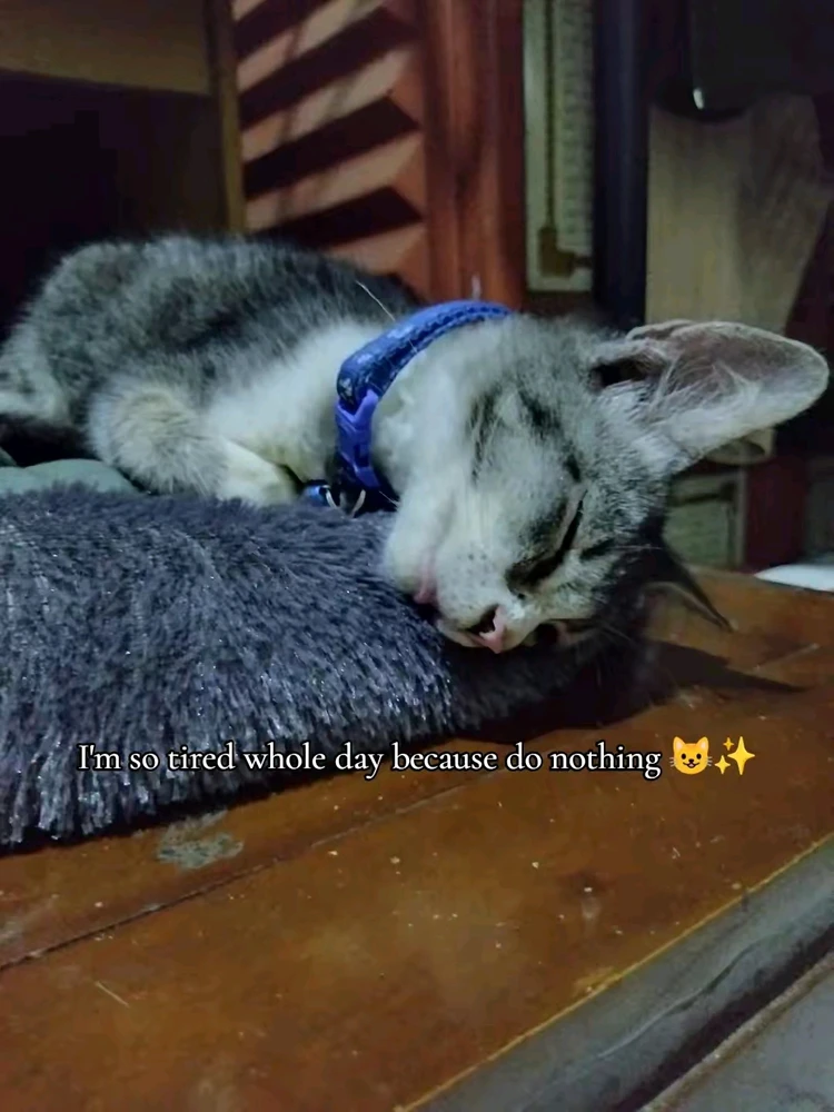 Image uploaded by Raha Ammar