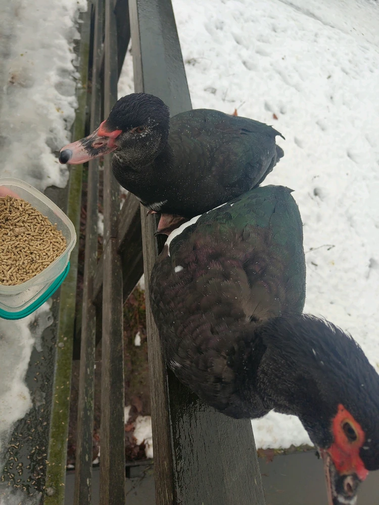 Image uploaded by Martijn