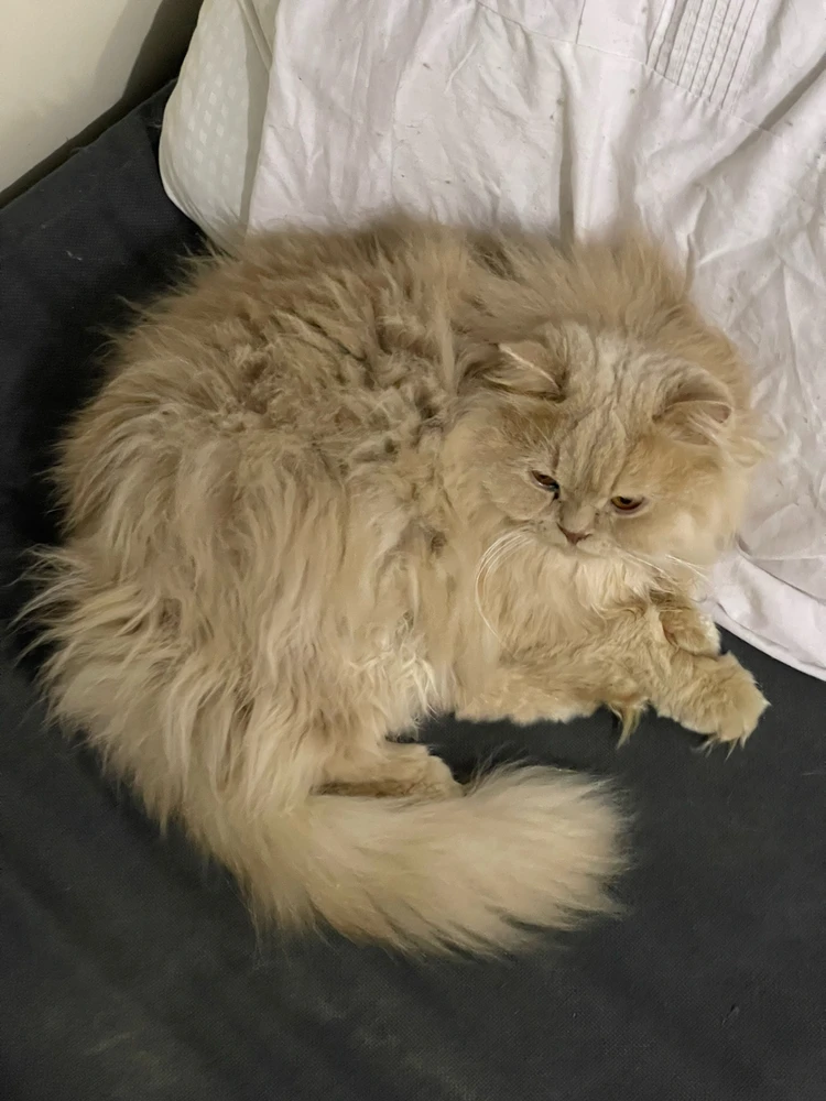 Image uploaded by Weaam