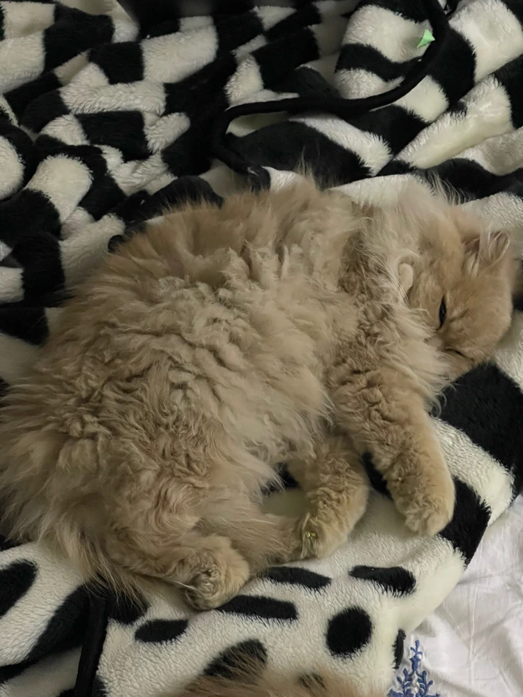 Image uploaded by Weaam