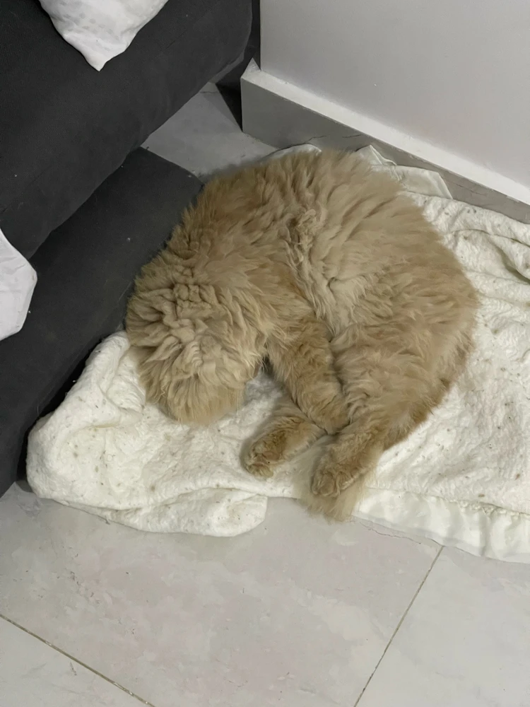 Image uploaded by Weaam