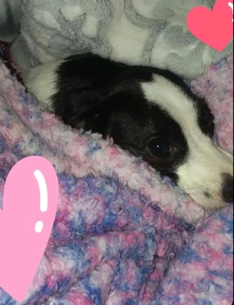 Image uploaded by Kaissy