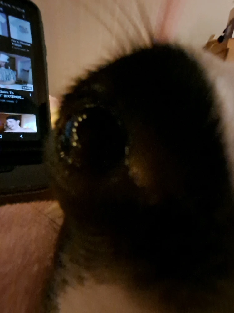 Image uploaded by Kaissy