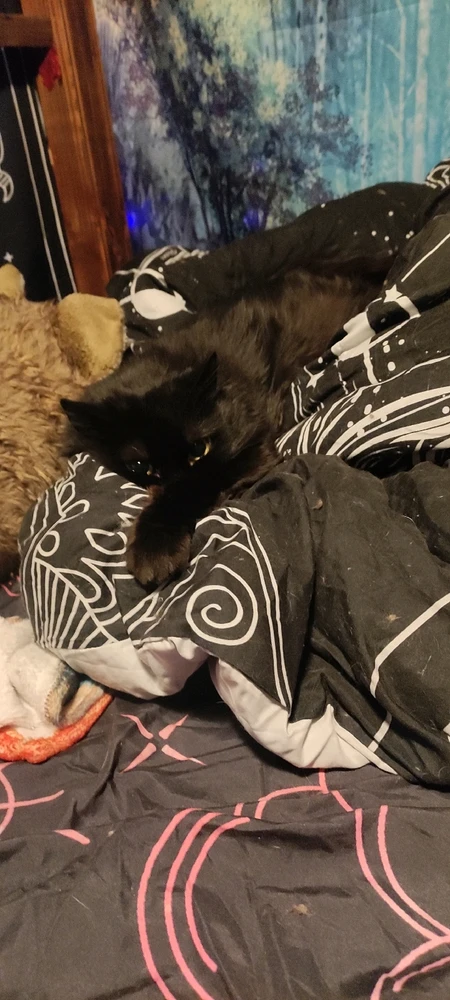 GIF hochgeladen von Rehlein