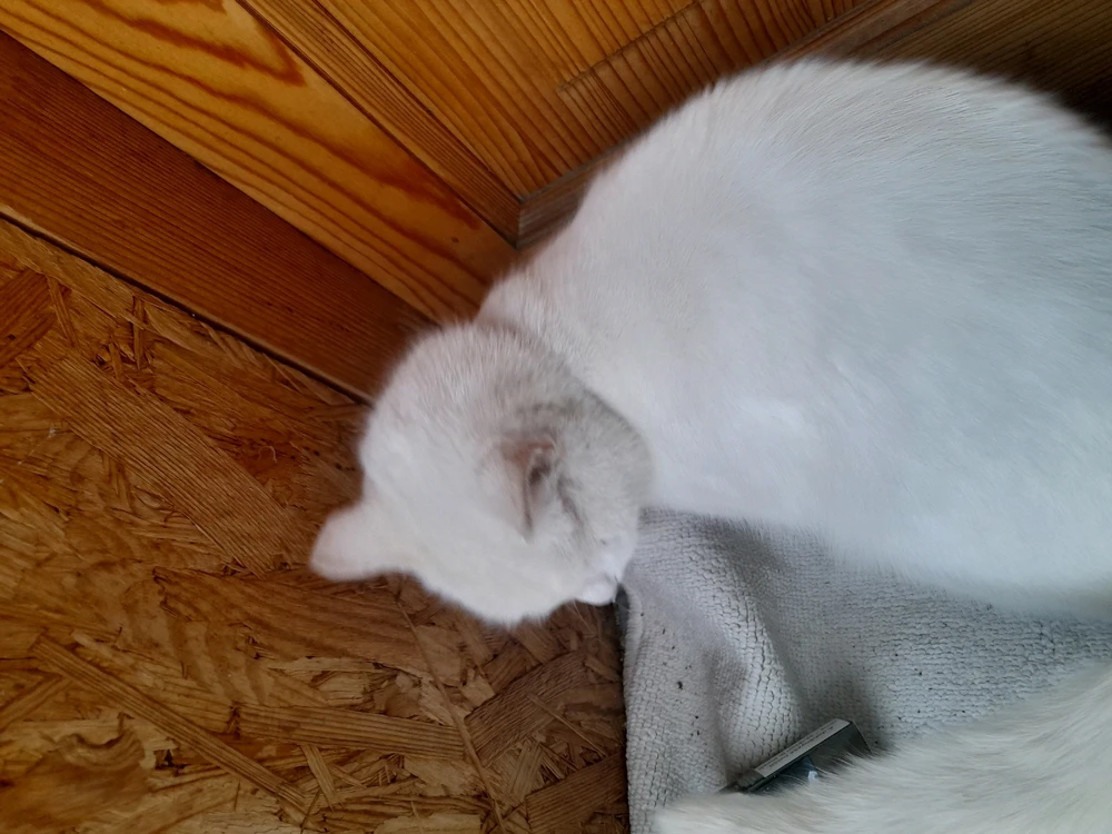 Szepi által feltöltött kép