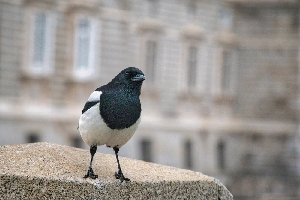 GIF hochgeladen von Philip