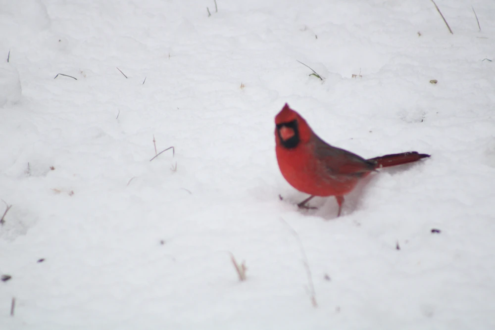 Image uploaded by ROO