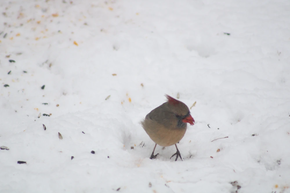 Image uploaded by ROO